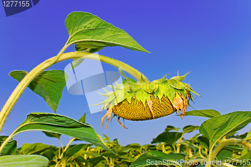 Image of Sunflower head during ripening