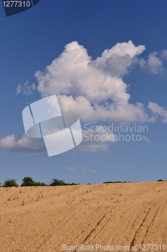 Image of Grain field and sky