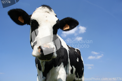 Image of cow