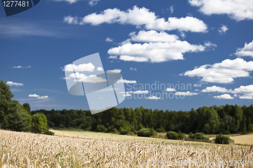 Image of Landscape over a rye field