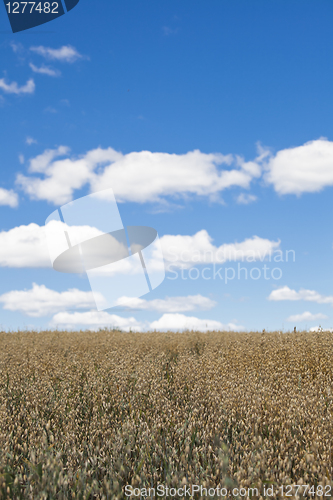 Image of Rye field