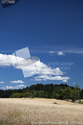 Image of Rye field and forrest