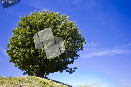 Image of Single tree