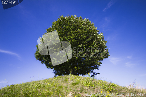 Image of Single tree