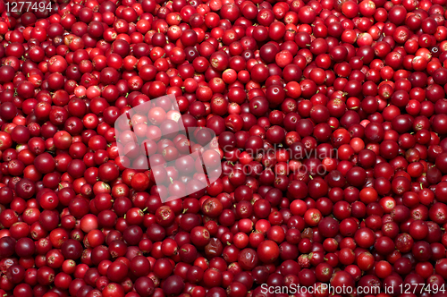 Image of Red bilberries.