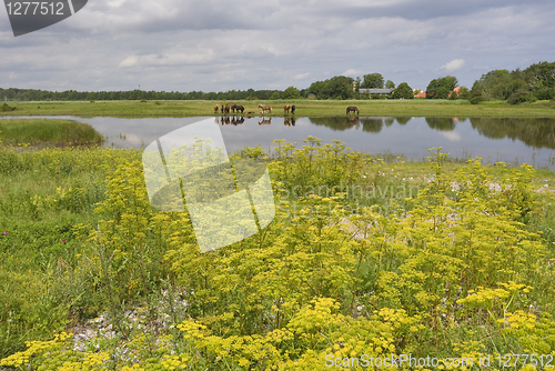 Image of Horses in the meadow