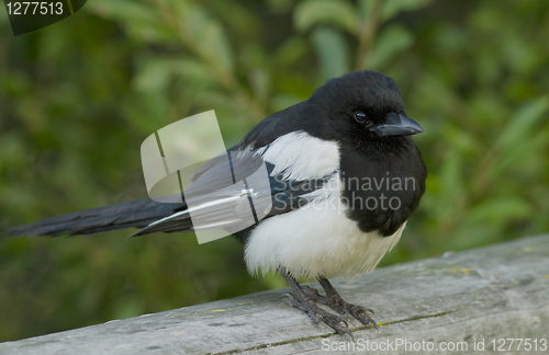 Image of Magpie 