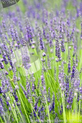 Image of Lavender