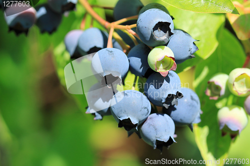 Image of Northern highbush blueberry