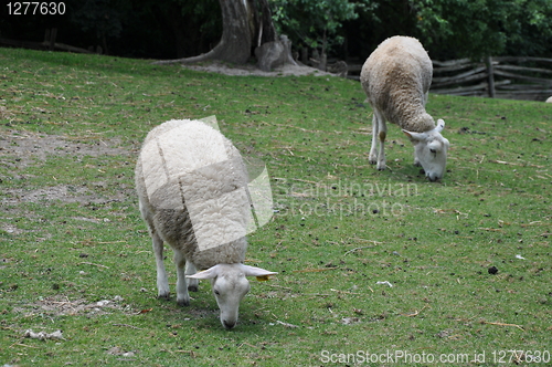 Image of Sheep