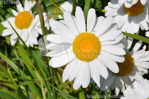 Image of Sunflowers