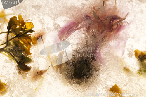 Image of Frozen flowers. blossoms in the ice cube