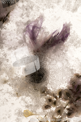 Image of Frozen flowers. blossoms in the ice cube