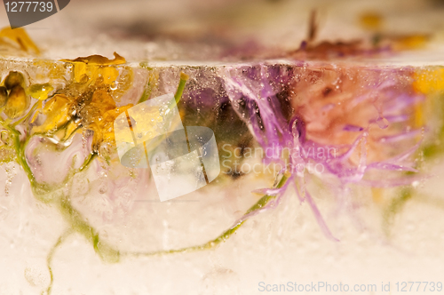 Image of Frozen flowers. blossoms in the ice cube