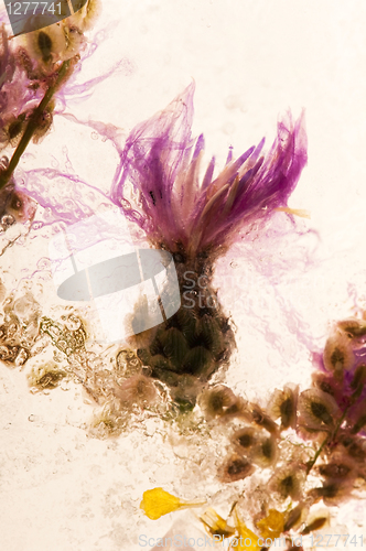 Image of Frozen flowers. blossoms in the ice cube