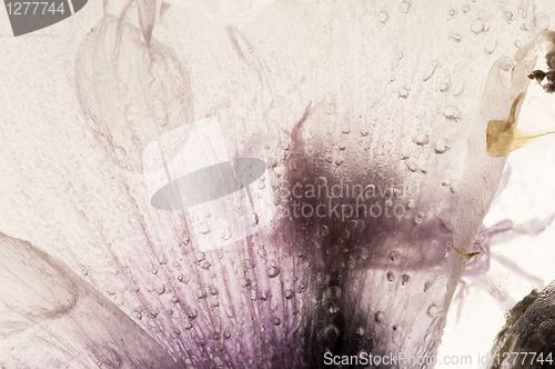 Image of Frozen flowers. blossoms in the ice cube