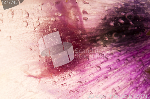 Image of Frozen flowers. blossoms in the ice cube