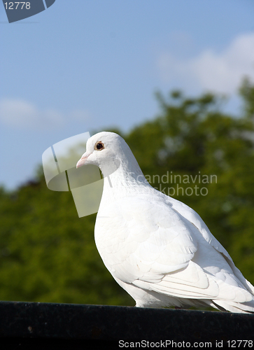 Image of pigeon