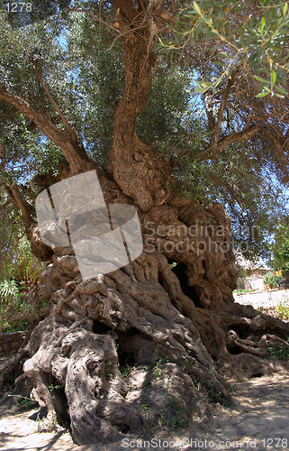 Image of Vouves olive tree, Greek Natural Monument