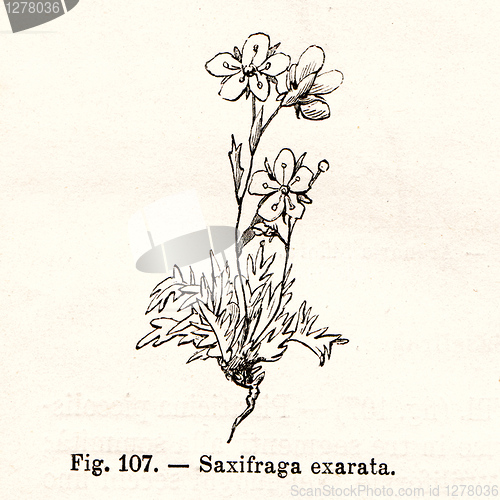 Image of Vintage flowers illustrations