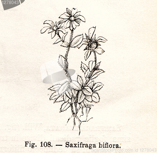 Image of Vintage flowers illustrations