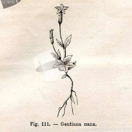Image of Vintage flowers illustrations