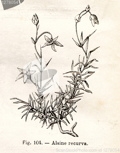 Image of Vintage flowers illustrations
