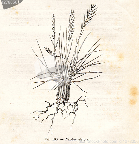 Image of Vintage flowers illustrations