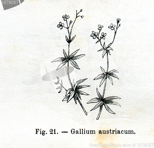 Image of Vintage flowers illustrations