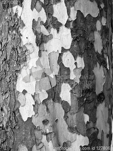 Image of Tree bark