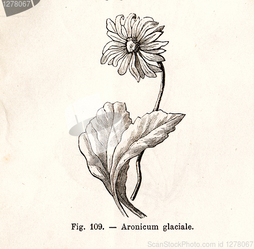 Image of Vintage flowers illustrations