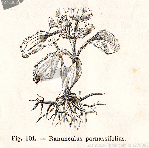 Image of Vintage flowers illustrations