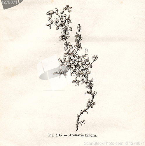 Image of Vintage flowers illustrations