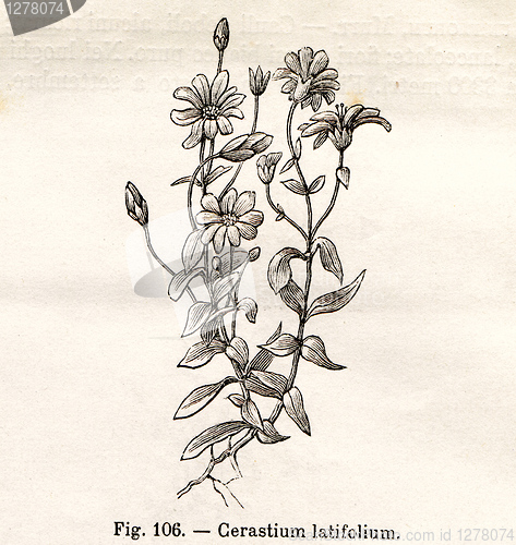 Image of Vintage flowers illustrations