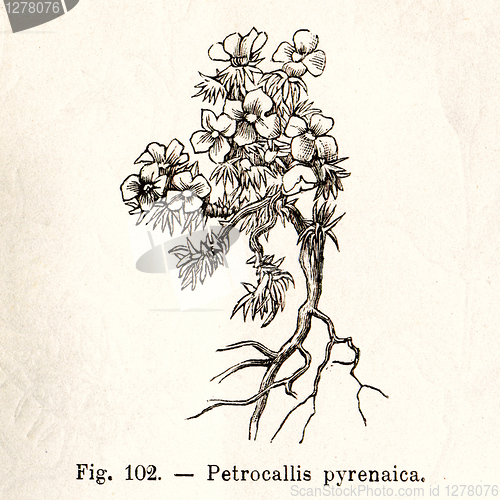 Image of Vintage flowers illustrations