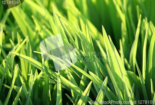 Image of green grass and sunlight