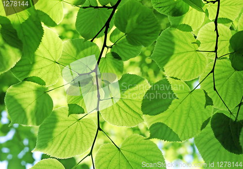 Image of fresh green foliage