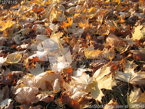 Image of fall leaves