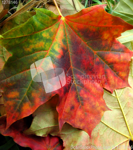 Image of fall leaves