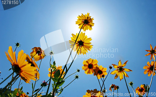 Image of flowers1