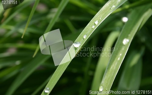 Image of nature32
