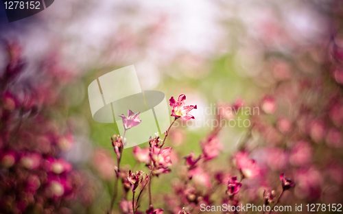 Image of flowers003