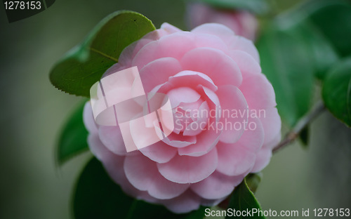 Image of flowers4