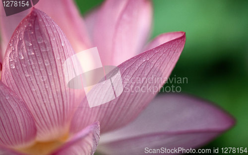 Image of flowers98