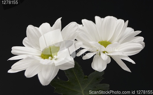 Image of flowers11