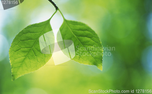 Image of nature