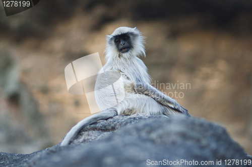 Image of Portrait of monkey