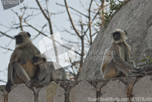 Image of Family of monkey