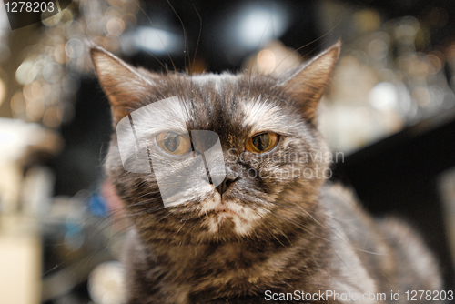 Image of Portrait of pedigreed cat