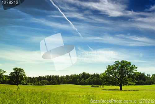 Image of Oak Tree in summer